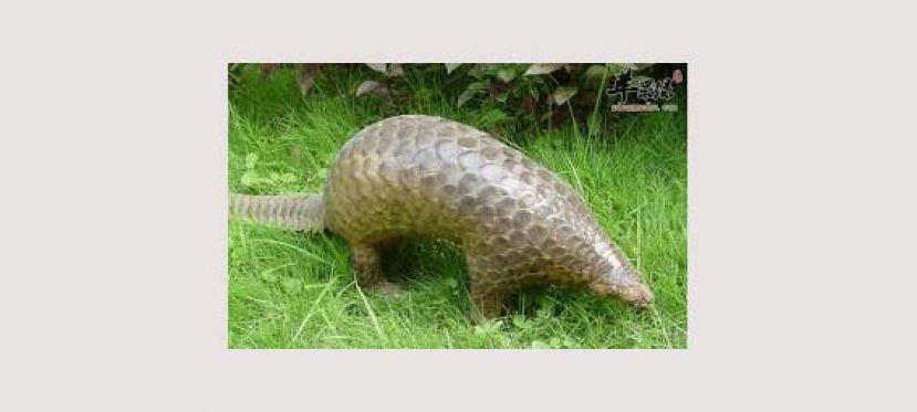 华农：穿山甲为新冠病毒的潜在中间宿主