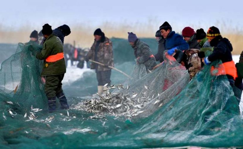 新疆乌伦古湖冬季冰上大拉网捕鱼启幕