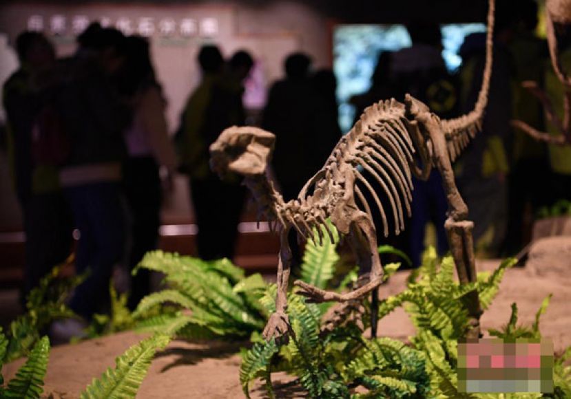 图示：四川自贡恐龙博物馆内游人如织。