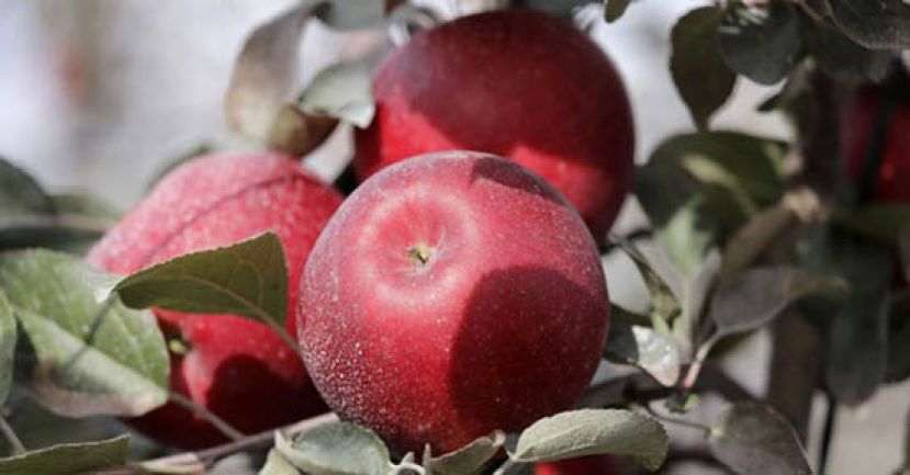 美国新品种苹果Cosmic Crisp正式上市。