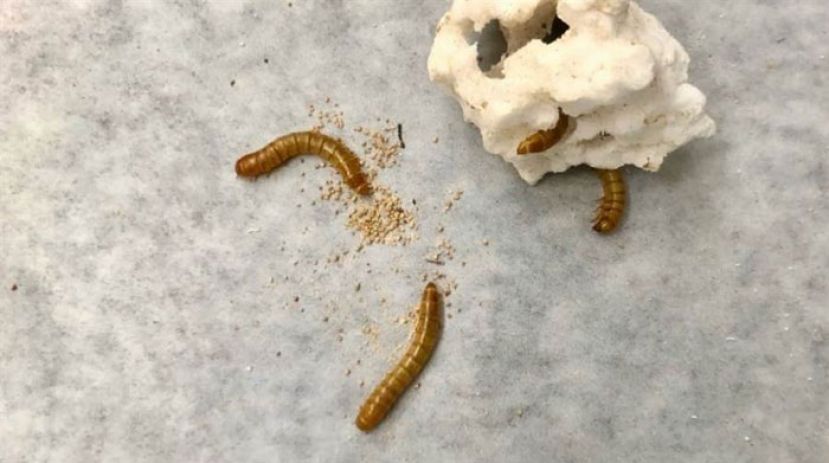 面包虫能吃保利龙，主要是因为肠内细菌能消化。（示意图）