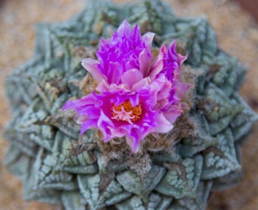 盛开的龟甲牡丹。