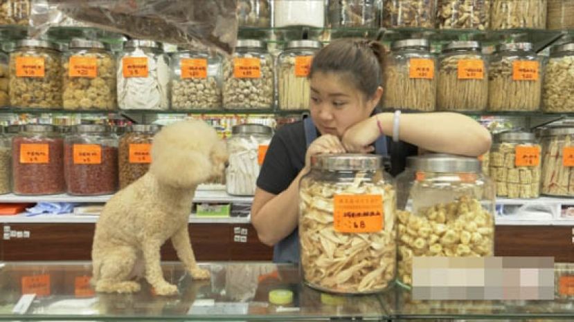 囍囍日常的工作，或在一隅打盹，或在逗客人跟它玩一场。