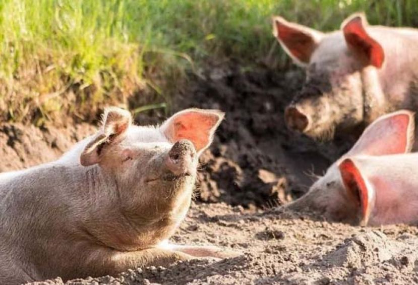 猪年尾声，去古代看看猪啥待遇？