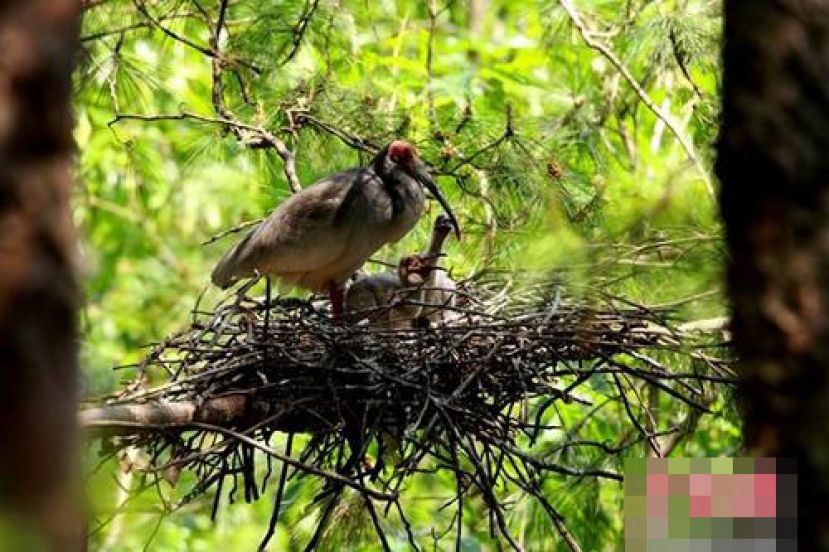 图示：自1981年陕西洋县发现7只野生朱鹮，至今的30多年间，洋县在对朱鹮野外种群进行有效保护的同时，加强朱鹮救助和人工繁育研究，目前保护区内朱鹮繁殖数量年增长21%，总数约2000只，已基本摆脱极危状态。图为&ldquo;国宝&rdquo;朱鹮。