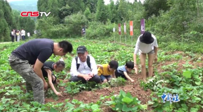 台青西进&ldquo;嘦红薯&rdquo;：打造网红IP 助力振兴乡村