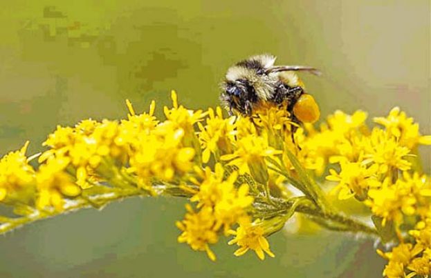 熊蜂又称大黄蜂，在人类食物链中担当要角。