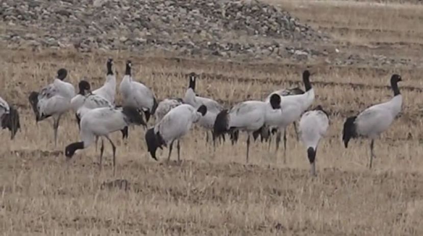 高原&ldquo;守鹤人&rdquo;和他的那群黑颈鹤