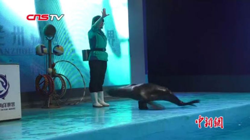 女驯养师的一天：海洋动物趣事多 教会海獭用手吃饭