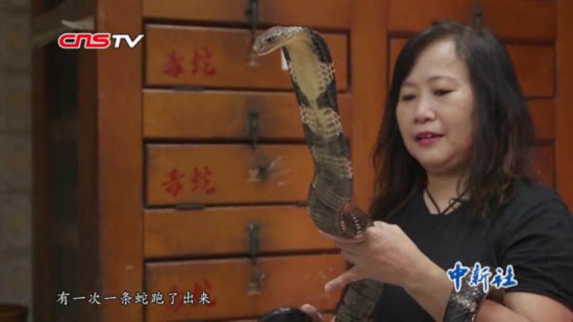 &ldquo;蛇妹&rdquo;周嘉玲与蛇共生40年：曾当过小明星也曾死里逃生