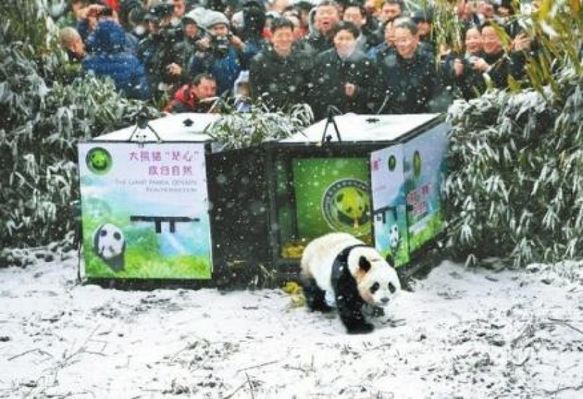 2018年12月27日，大熊猫&ldquo;小核桃&rdquo;放归自然，这也是首次在成都野化放归大熊猫。